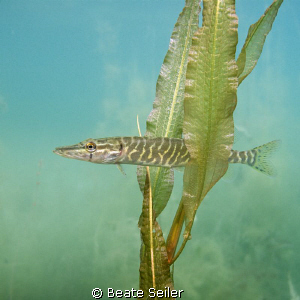 Little Pikefish by Beate Seiler 